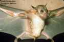 Female bats have armpit nipples