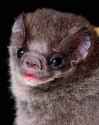 hairy legged vampire bat