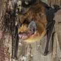 big-brown-bat