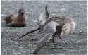 Screenshot 2023-12-04 at 14-11-51 Southern giant petrel eating hi-res stock photography and images - Alamy