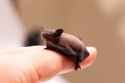 bumblebee+bat+dans+pet+care+world+smallest+mammal