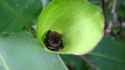 bats-in-heliconia-leaf.width-990_e04Pk6E