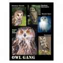 owl gang 2