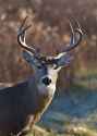 whitetail-deer-buck-straublund-photography