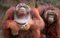 bornean-orangutan-redish-brown-males
