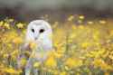 1599px-Barn_Owl,_Manchester_area,_UK,_by_Andy_Chilton_2016-07-06_(Unsplash)