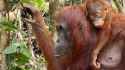 11-Where-do-orangutans-sleep