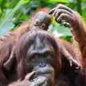 bornean-orangutan_mother_and_child
