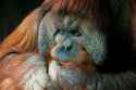 Orangutan_Sugi_30-1920x1285