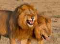 LAUGHING-LIONS-1-768x570