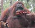 orangutan rambutan