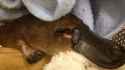 healsville rescue platypus