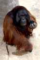 A_mature_orangutan