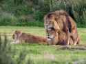 gay lions