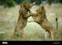 two-young-male-lions-fight-each-standing-other-on-their-hind-legs-BRP19X