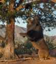 100367973-lion-standing-on-his-hind-legs-at-a-tree-in-morning-light