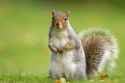 grey-squirrel-cull-not-necessary-for-biodiversity