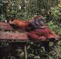 My fav orangutan pics(1)