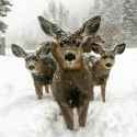 deer council