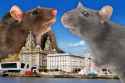 liverpool-rats