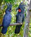 Black-Palm-Cockatoo