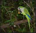 monk parakeet (Myiopsitta monachus)
