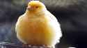 Big-Fat-Canary-Bird-Wallpaper