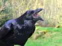 Raven22