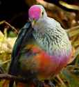 Rose-Crowned_Fruit_Dove