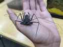 Tailless_whip_scorpion