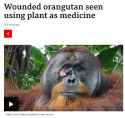 Screenshot 2024-05-02 at 19-18-13 Wounded orangutan seen using plant as medicine