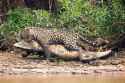 jaguar croc