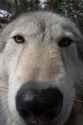 wolf closeup