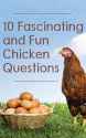 10FascinatingFunChickenQuestions-500x800