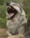 wolf laughing