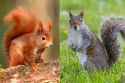 red-squirrel-and-grey-squirrel-differences-b6e7356