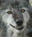cheeky wolf