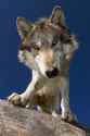wolf stare