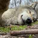 wolf selfie