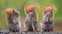 three-squirrels-close-up-shot-84141770