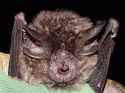 Hill’s horseshoe bat. Dr. Winifred Frick