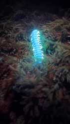 biofluorescent centipede