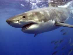 great-white-shark-swimming-fast