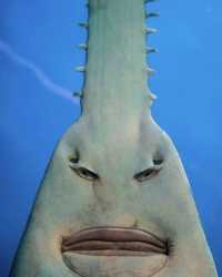 sawfish