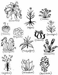 Illustration-of-some-carnivorous-plants