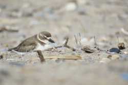 wilsons-plover-with-eyes-closed