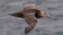 bird Southern giant petrel - Australian Antarctic Program