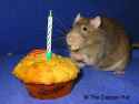 Rats-Bday-muffin-n01