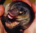 baby platypus 3