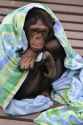 chimp blanket